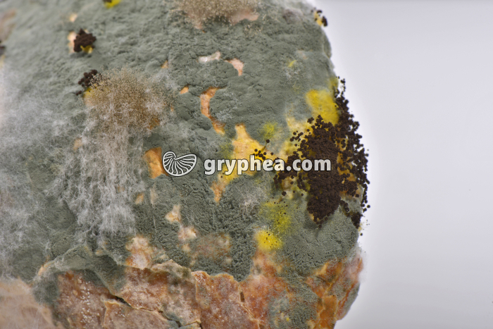 Moisissures diverses sur pain - gryphea.com